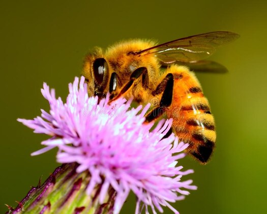 Bee Keeping 101
