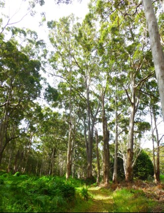 Wellbeing - Forestry and WA's South West