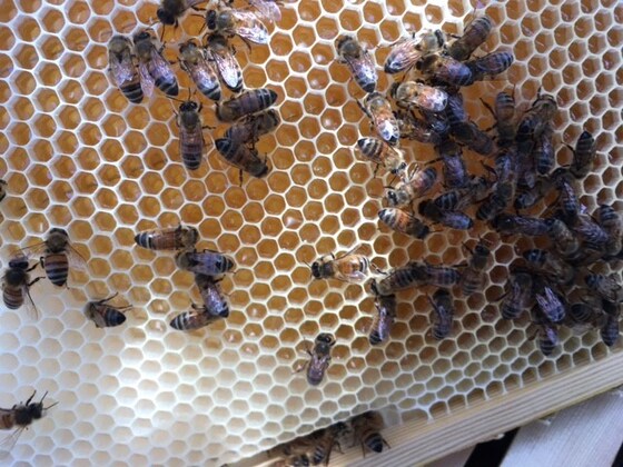 Beekeeping Introduction Class !