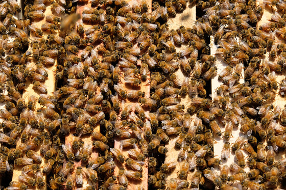 Prof Stephen Martin - UK Bee Researcher visit