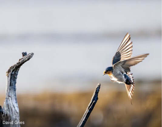 Photography Group - Presentation by David Gries