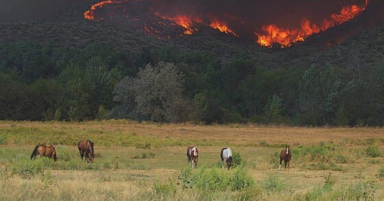 FREE WORKSHOP     Horses and Bushfire safety and Large Animal Rescue 