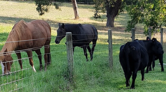 Celebrating 15 years of Equine Landcare in Victoria 