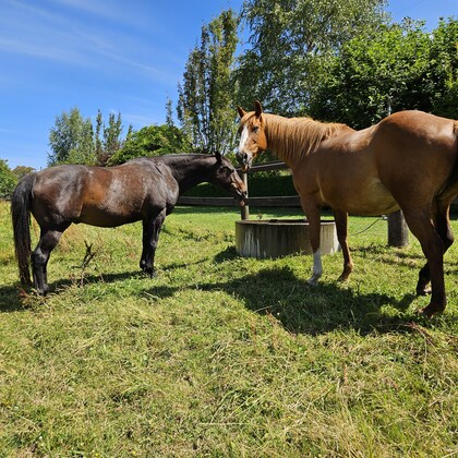 Workshop - Building climate resilience on horse properties 