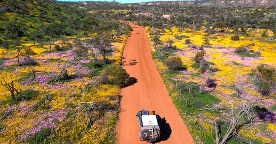 Wildflower and Bush Camping