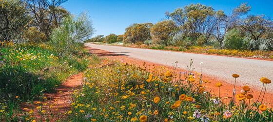 Wildflower Day Trip