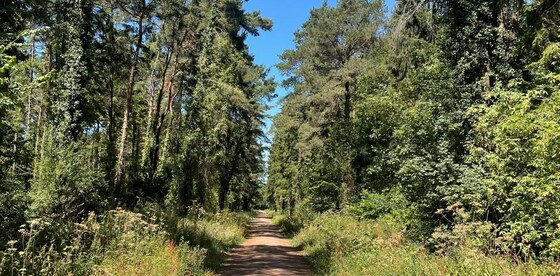 Herepath trail - Staple Fitzpaine. 