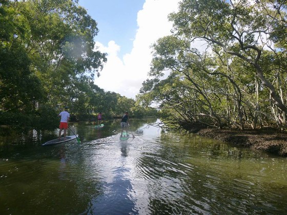 Tingalpa Creek Social Paddle