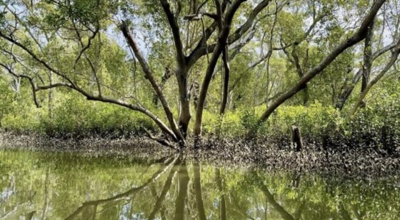 Tinchi Tamba Wetlands social paddle