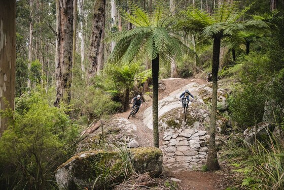 YRMTB July Social Ride at Warburton Bike Park